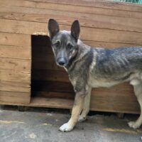BO - ca. 45 cm - 3-5 Jahre (VIDEOS)