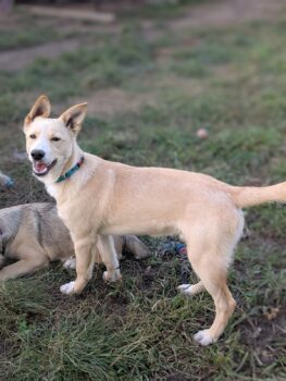 JACK - 6,5 Monate - versteht sich mit Katzen - mit lustigen Ohren