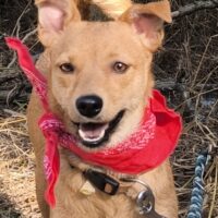 DORA - 2,5 J. alter Mix-Hündin, sanftmütig und lieb mit jedem, auch mit Kindern, Katzen, Hunden
