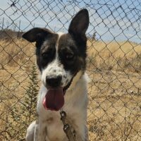 TERY - 3 J. alter Mix-Rüde, aktiv und verspielt, lieb mit Kindern, hat Angst vor Katzen - sucht hund