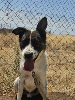 TERY - 3 J. alter Mix-Rüde, aktiv und verspielt, lieb mit Kindern, hat Angst vor Katzen - sucht hund