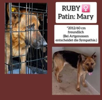 Ruby - Seniorin sucht warmes Körbchen