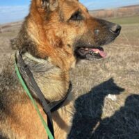Ruby - agile Seniorin sucht Zuhause