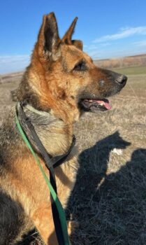 Ruby - agile Seniorin sucht Zuhause