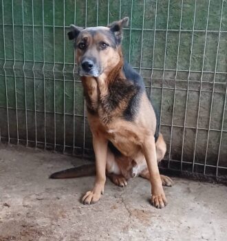 Bruder Tuck - treuer zurückhaltender Freund sucht souveräne Begleitung