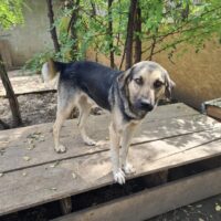 Traumhund Spencer sucht ein Zuhause oder eine Pflegestelle, 5 Jahre, kastriert, verträglich