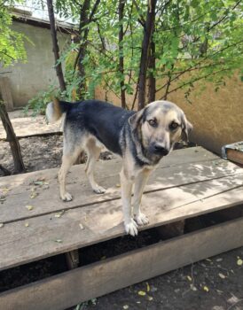 Traumhund Spencer sucht ein Zuhause oder eine Pflegestelle, 5 Jahre, kastriert, verträglich