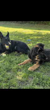 Deutscher Schäferhund Welpen