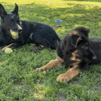 Deutscher Schäferhund Welpen