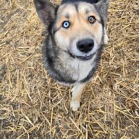 Schäferhund Mix Hündin Izzy sucht ein Zuhause oder eine Pflegestelle