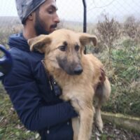Schlappöhrchen Tamina, 7 Jahre alt, Traumhündin, verträglich, kastriert, menschenbezogen
