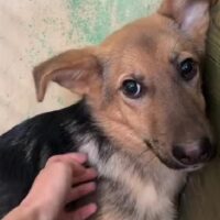 NELLIE - noch kein Jahr alt - derzeit 45 cm (VIDEOS)