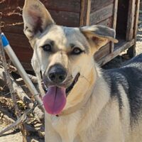 VIVA - 3 J. alte, schicke, sportliche Hündin, toll mit Kindern, versteht sich mit Katzen, Hunden