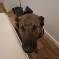 Ich suche ein gutes Zuhause Schrottplatz