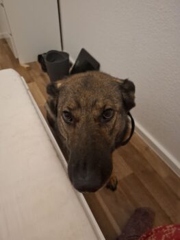 Ich suche ein gutes Zuhause Schrottplatz