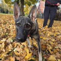 Liebe Eliska wartet in Krefeld auf ihre Menschen