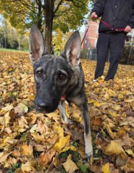 Liebe Eliska wartet in Krefeld auf ihre Menschen