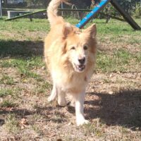 Thor, 10 jähriger, sehr gutmütiger+lieber Baskischer Schäferhund