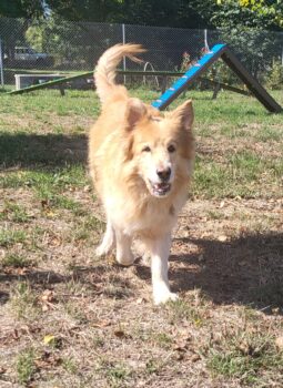 Thor, 10 jähriger, sehr gutmütiger+lieber Baskischer Schäferhund