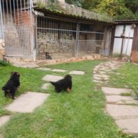 8 Wochen alte Schäferhundwelpen