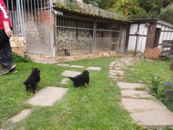 8 Wochen alte Schäferhundwelpen