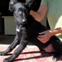 Lieber Enzo wartet in Hamburg auf seine Menschen