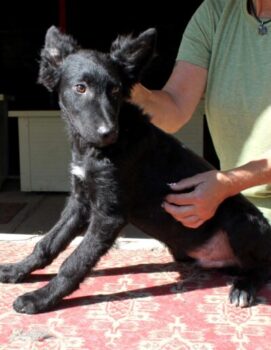 Lieber Enzo wartet in Hamburg auf seine Menschen