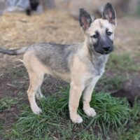 🩷CUBA🩷Husky-Mix - 6 Monate