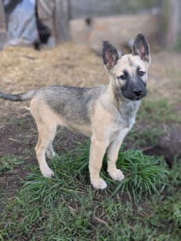 🩷CUBA🩷Husky-Mix - 6 Monate