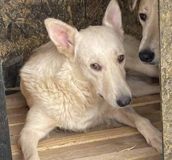 Nube (Hündin) - geb. 09/2022 - ca. 46cm