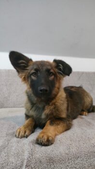 Kuzya (Rüde) / ca. 33-35 cm / ca. 1,5 - 2 Jahre