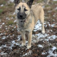 🩷CUBA🩷Husky-Mix - 7 Monate