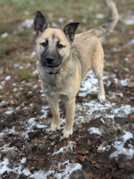 🩷CUBA🩷Husky-Mix - 7 Monate