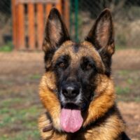 Alma – Schäferhund mit Herz und Charakter