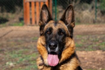 Alma – Schäferhund mit Herz und Charakter