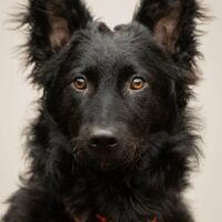 Lieber Enzo wartet in Hamburg auf seine Menschen