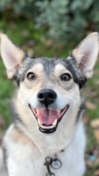 Glory (6 - 7 Jahre Jahre Kiew / Ukraine) – Sanfte Schönheit auf vier Pfoten