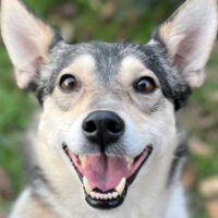 Glory (6 - 7 Jahre Jahre Kiew / Ukraine) – Sanfte Schönheit auf vier Pfoten