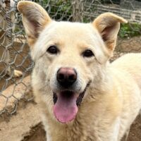 ALBUS - er möchte so gerne gefallen