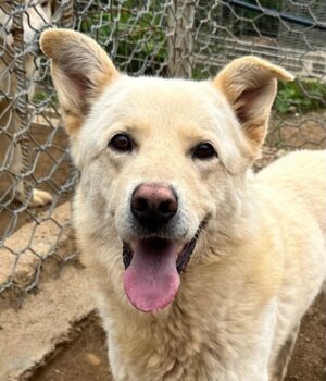 ALBUS - er möchte so gerne gefallen