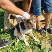 Sam, 5 Jahre, ruhig, lieb, kastriert, verträglich, sehr gestresst im Shelter, braucht dringend HILFE