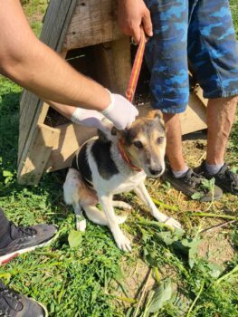 Sam, 5 Jahre, ruhig, lieb, kastriert, verträglich, sehr gestresst im Shelter, braucht dringend HILFE