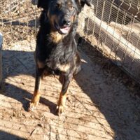 Lebensfrohe, energiegeladene Stella, Geb. 17.1.2022, verträglich, menschenbezogen, sucht Zuhause