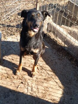 Lebensfrohe, energiegeladene Stella, Geb. 17.1.2022, verträglich, menschenbezogen, sucht Zuhause