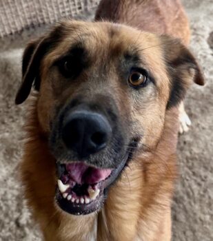 ALEX - er hat so viel Potenzial