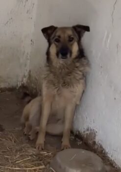 Schäferhund-Mix Felia 5,5 J., kastriert, sucht DRINGEND EIN ZUHAUSE ODER PFLEGESTELLE