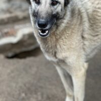 ELODY - unser aktives Träumchen