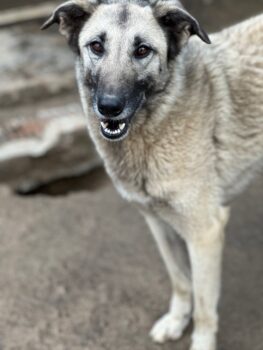 ELODY - unser aktives Träumchen