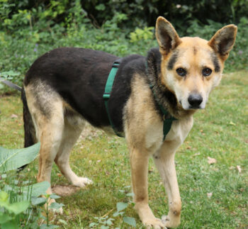 Karlchen 50cm geb 01/2017 mit kleinem Handicap wartet in 29690 Schwarmstedt