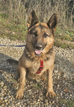 Laika 58 cm geb. 11/2020